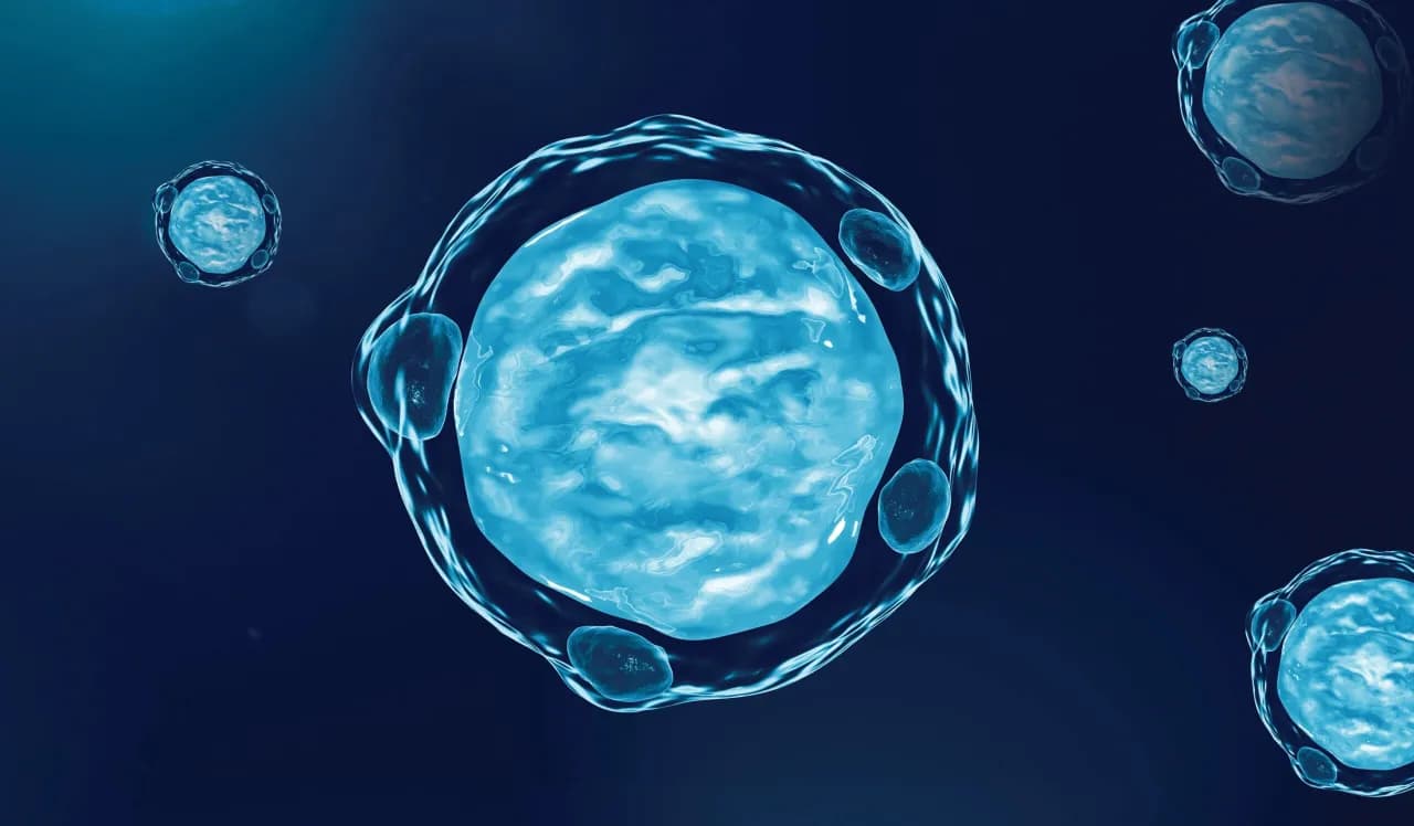 Blastocystis hominis - charakterystyka, objawy i naturalne leczenie