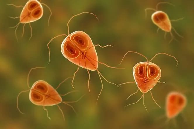 Lamblie: Objawy podstępnego pasożyta jelitowego. Jak się leczyć?