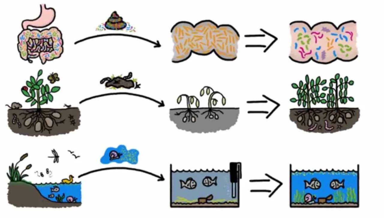 Przeszczep kału: metoda leczenia i analiza skuteczności.