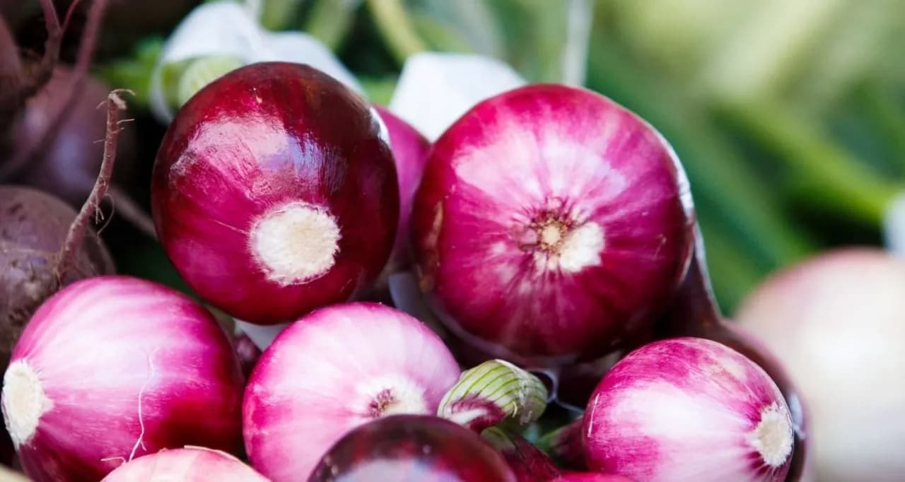 Czy cebula jest zdrowa? Naukowe fakty o właściwościach leczniczych cebuli