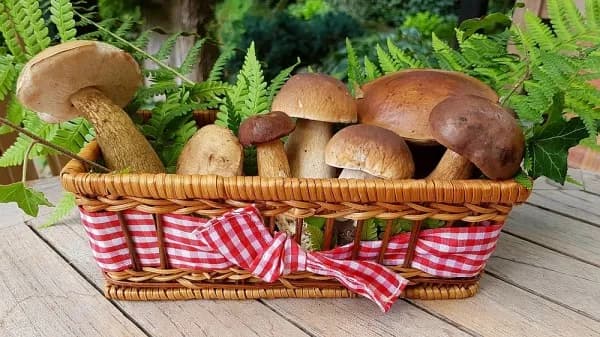 Czy grzyby są zdrowe i jakie właściwości lecznicze posiadają? Cała prawda