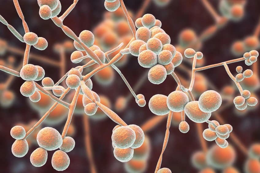 Candida w kale - jak zinterpretować wyniki badania?