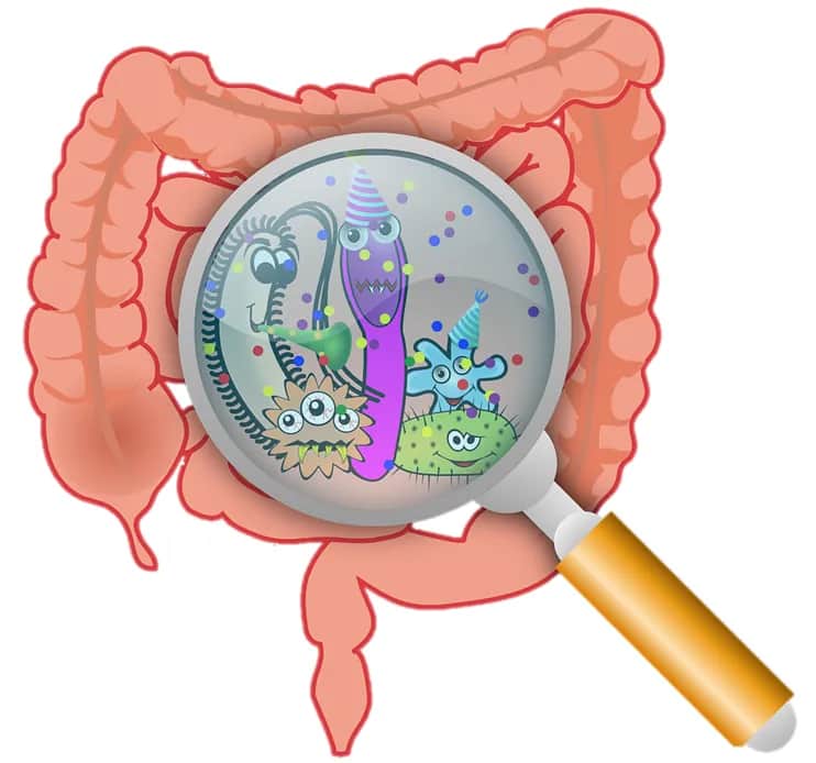 Jak mikroflora jelitowa wpływa na Twoje zdrowie? Dowiedz się.