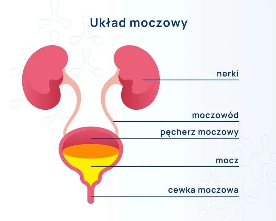 Ile mocz przed badaniem? Kluczowe informacje i najlepsze praktyki