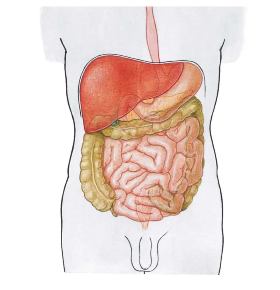 Wątroba - lokalizacja i funkcje pełnione przez narząd
