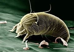 Roztocza - wpływ na zdrowie i sposoby zwalczania