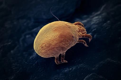 Farinae - charakterystyka i wpływ na rozwój alergii