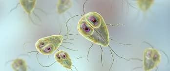 Lamblioza - diagnostyka w kierunku pasożyta jelitowego