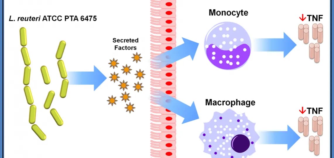 Zastosowanie Lactobacillus reuteri 6475: Przegląd możliwości i korzyści