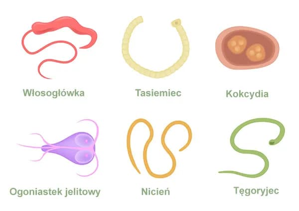 Pasożyty w organizmie: Jak się ich pozbyć na zawsze? Oto metody