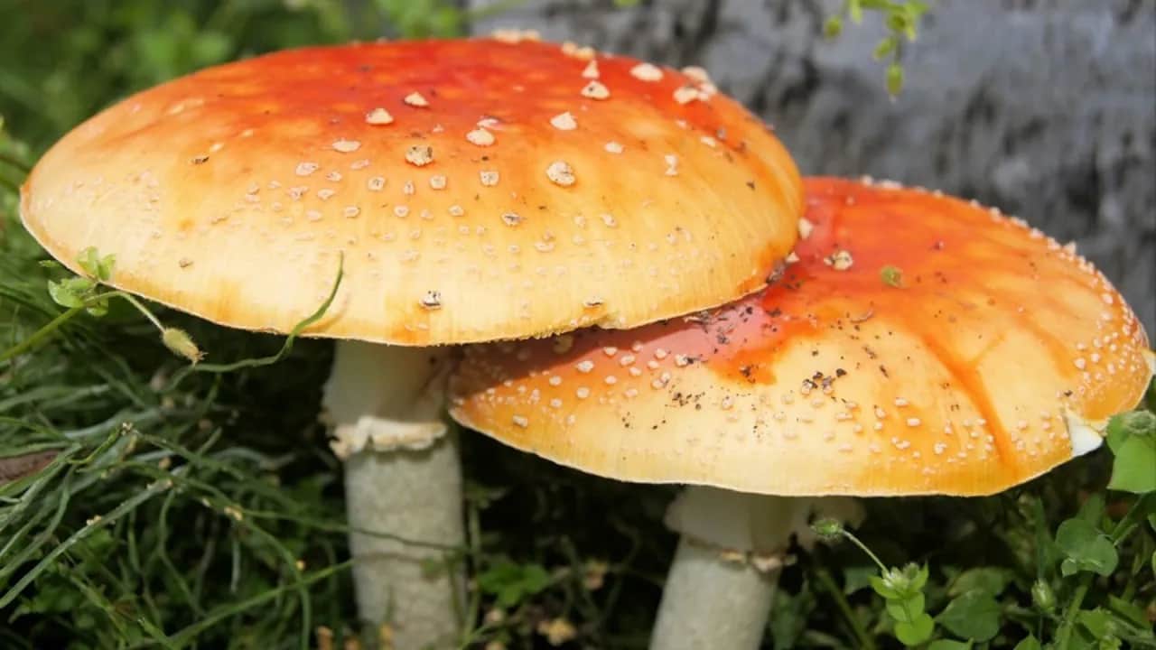 Zatrucia grzybami: objawy, pierwsza pomoc i jak ich uniknąć