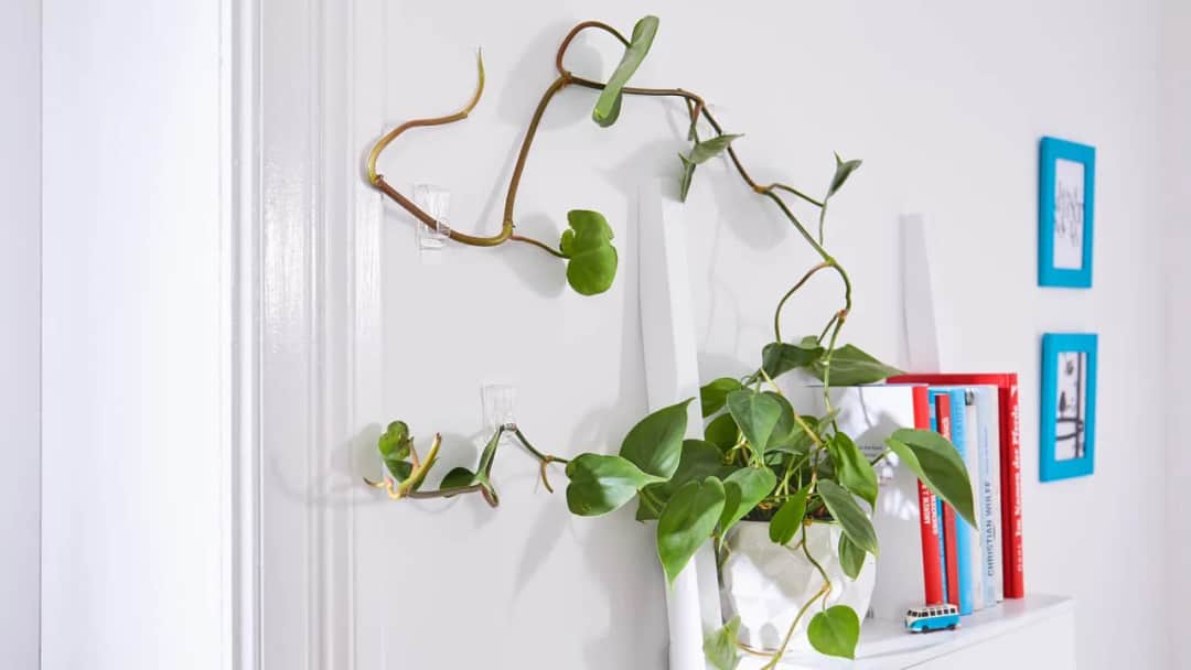 Haczyki do roślin: Klucz do efektywnej pielęgnacji pnączy