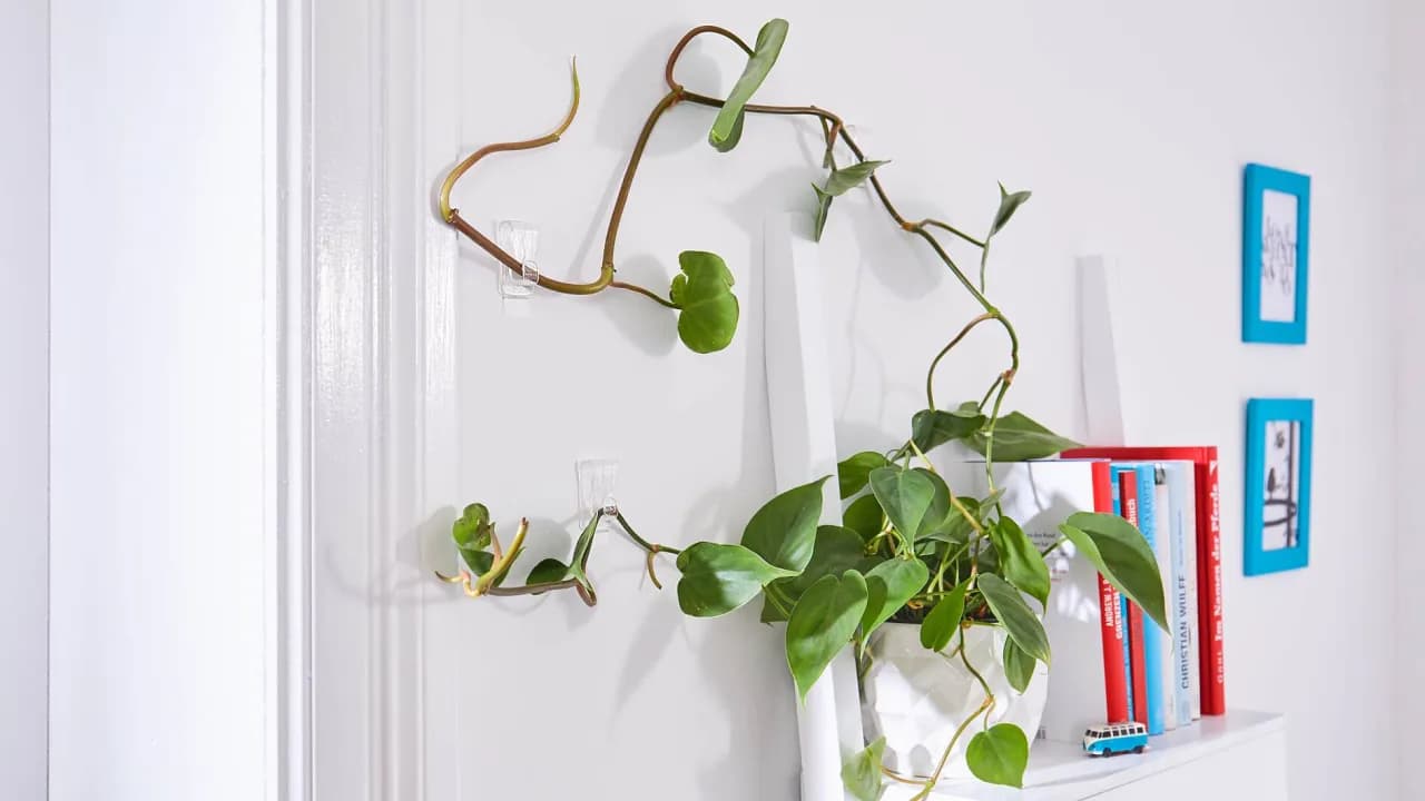 Haczyki do roślin: Klucz do efektywnej pielęgnacji pnączy