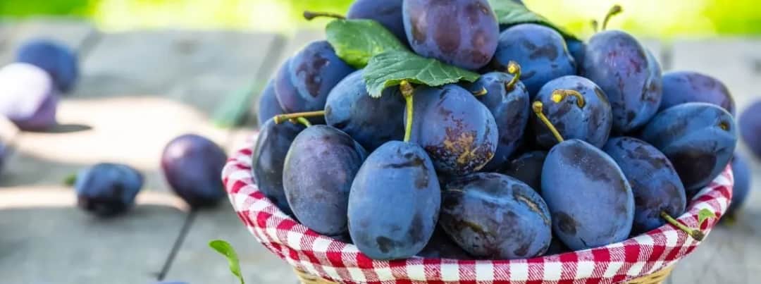 Czy śliwki są zdrowe? Poznaj zdumiewające właściwości tego wyjątkowego owocu