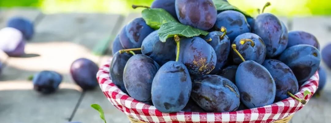 Czy śliwki są zdrowe? Poznaj zdumiewające właściwości tego wyjątkowego owocu