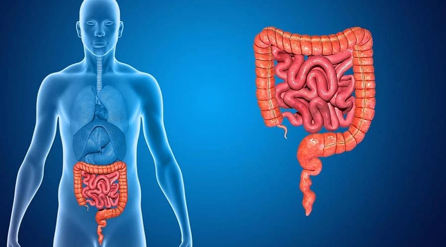 Jelito cienkie: Rola i funkcje w ludzkim organizmie