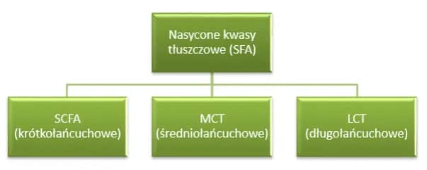 9 korzyści z krótkołańcuchowych kwasów tłuszczowych dla zdrowia