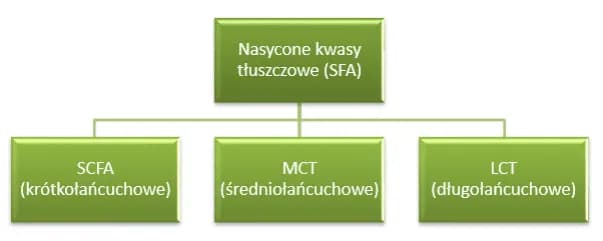 9 korzyści z krótkołańcuchowych kwasów tłuszczowych dla zdrowia
