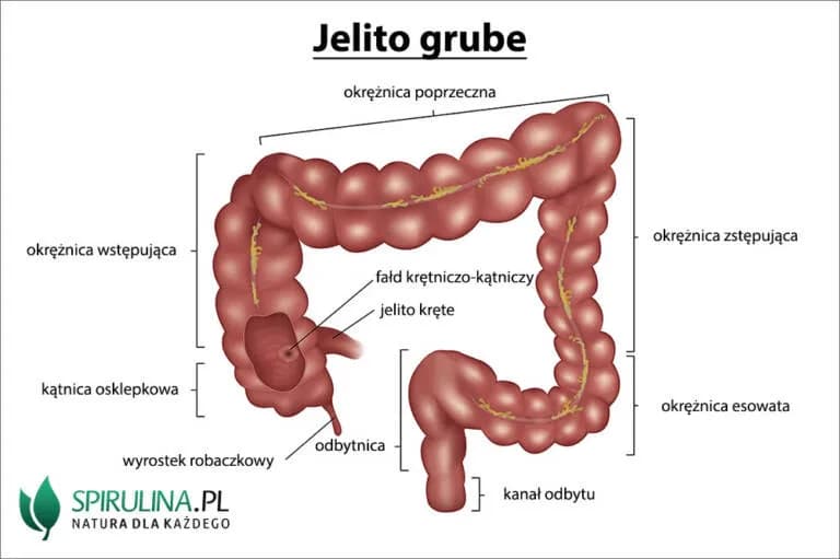 Jak boli jelito grube? Poznaj przyczyny i objawy bólu jelit