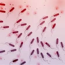 E. coli w kale: Co oznacza obecność tej bakterii? Wyjaśniamy