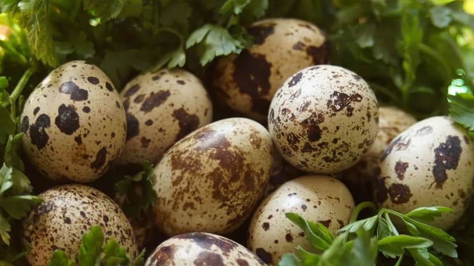 Czy jajka są zdrowe? Naukowe fakty o cholesterolu i korzyściach