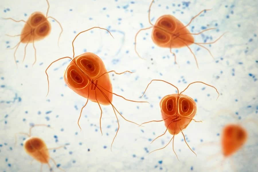 Lamblia - charakterystyka i metody rozpoznawania groźnego pasożyta