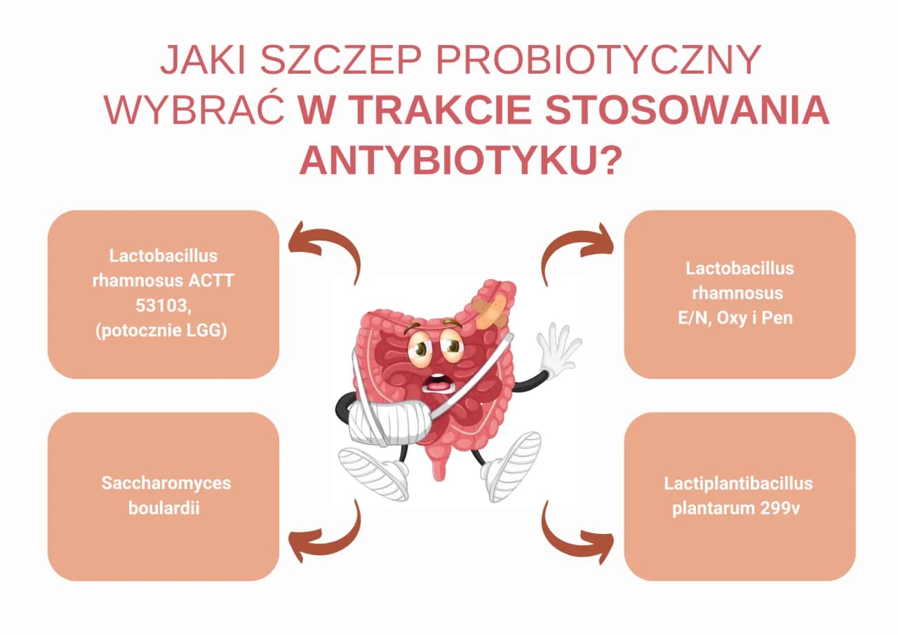 Probiotyk a antybiotyk: możliwość wspólnego stosowania.