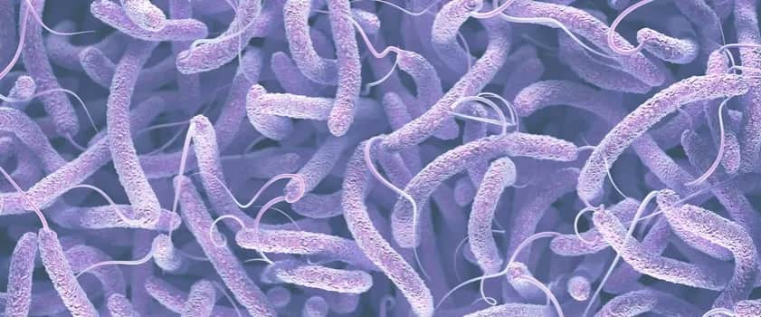 Clostridium difficile: Groźna bakteria jelitowa? Fakty i mity